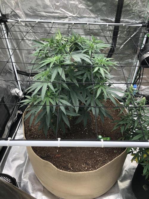 Critical Purple Kush Seedsman Indoor. Week 7
