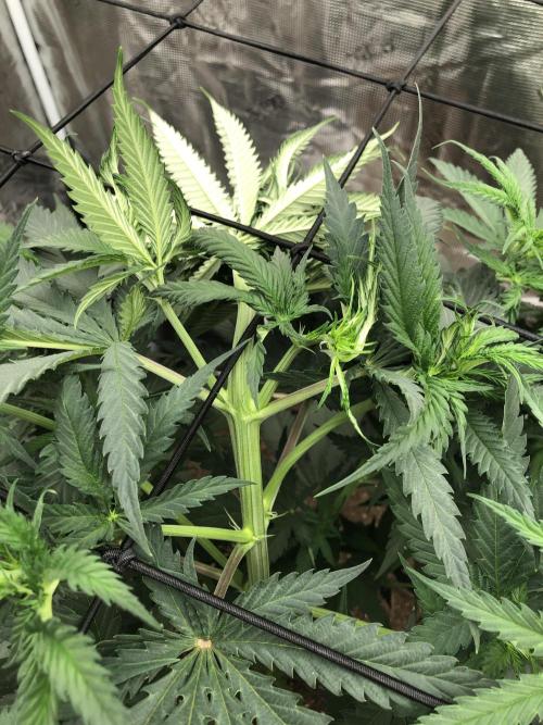 Critical Purple Kush Seedsman Indoor. Week 7