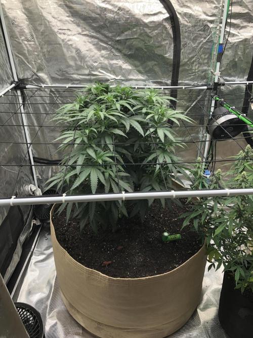 Critical Purple Kush Seedsman Indoor. Week 7
