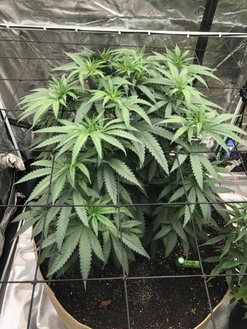 Critical Purple Kush Seedsman Indoor. Week 7