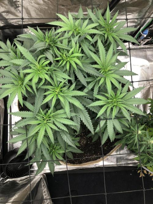 Critical Purple Kush Seedsman Indoor. Week 7