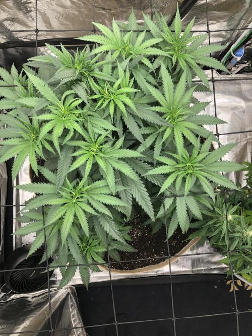 Critical Purple Kush Seedsman Indoor. Week 7