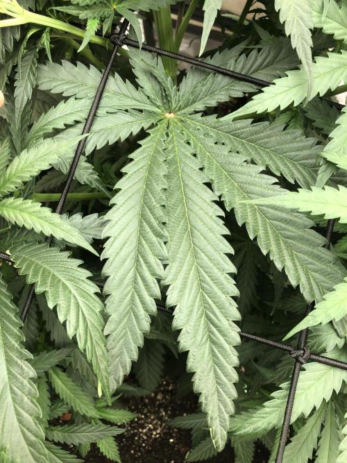 Critical Purple Kush Seedsman Indoor. Week 7