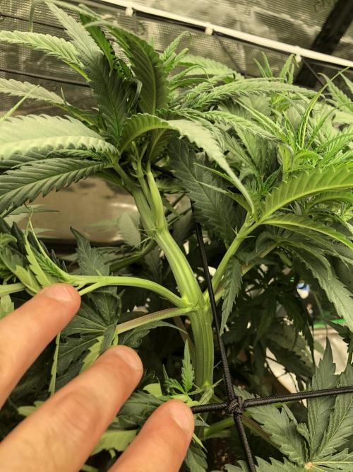 Critical Purple Kush Seedsman Indoor. Week 7