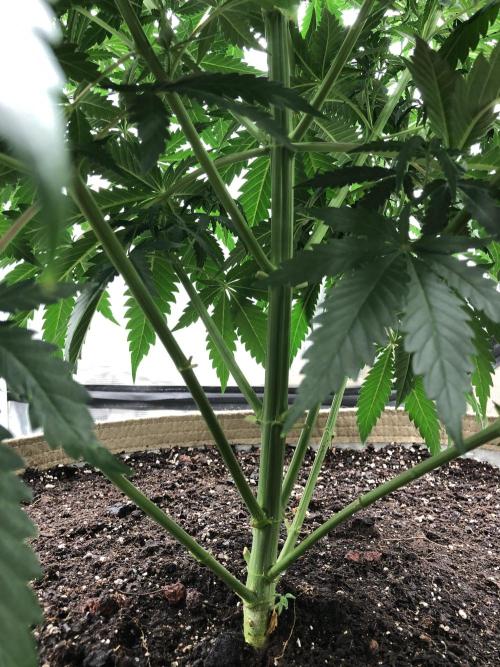 Critical Purple Kush Seedsman Indoor. Week 7