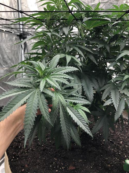 Critical Purple Kush Seedsman Indoor. Week 7