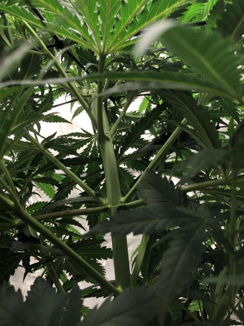 Critical Purple Kush Seedsman Indoor. Week 7