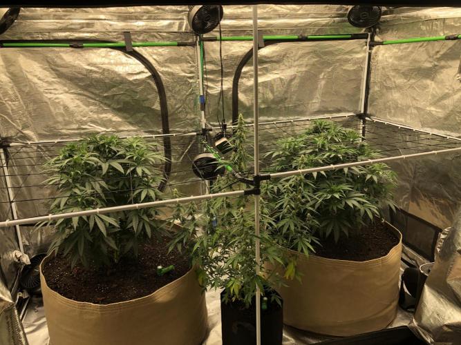 Critical Purple Kush Seedsman Indoor. Week 7