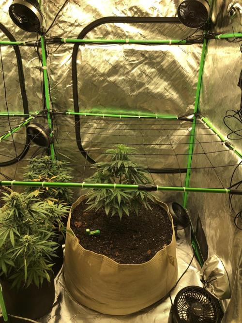 Colombian Jack Kannabia Indoor Spring 26. Week 7