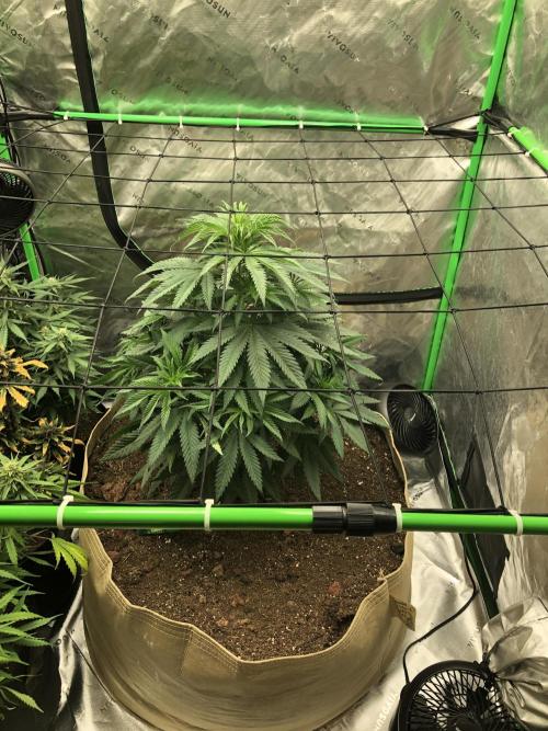 Colombian Jack Kannabia Indoor Spring 26. Week 7