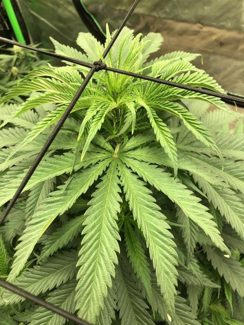 Colombian Jack Kannabia Indoor Spring 26. Week 7