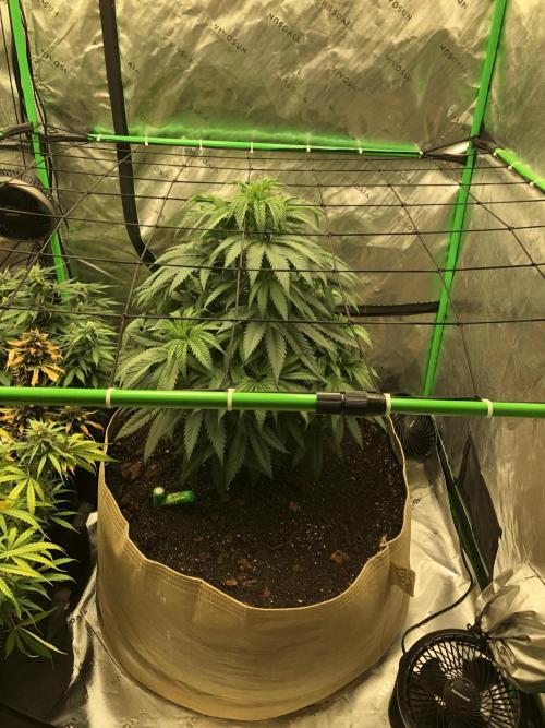 Colombian Jack Kannabia Indoor Spring 26. Week 7