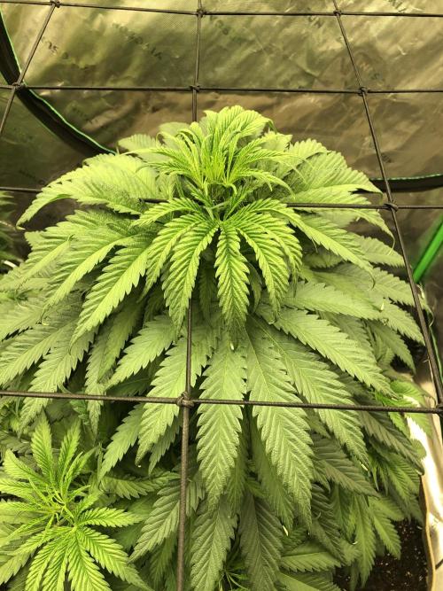 Colombian Jack Kannabia Indoor Spring 26. Week 7