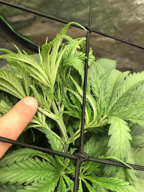 Colombian Jack Kannabia Indoor Spring 26. Week 7