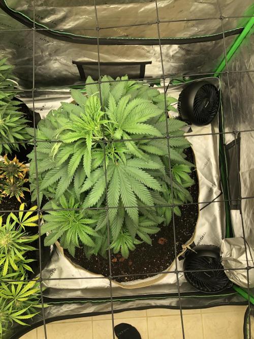Colombian Jack Kannabia Indoor Spring 26. Week 7