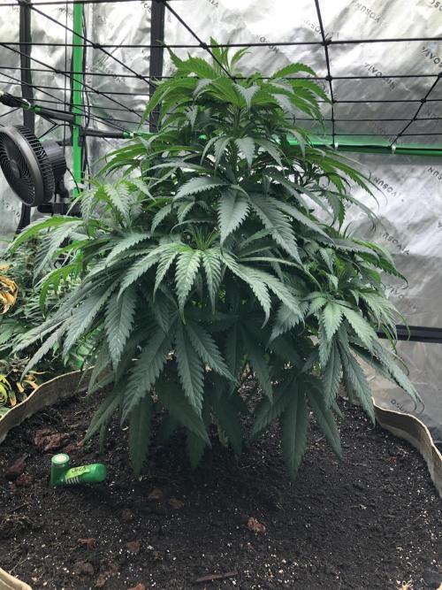 Colombian Jack Kannabia Indoor Spring 26. Week 7