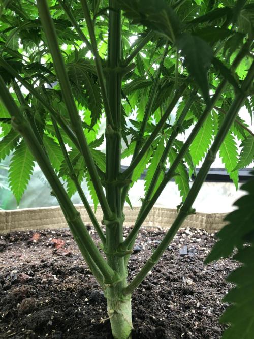 Colombian Jack Kannabia Indoor Spring 26. Week 7
