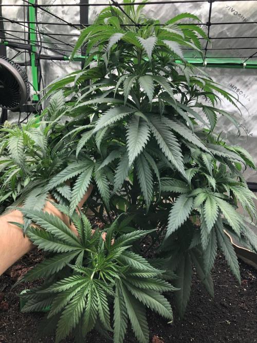 Colombian Jack Kannabia Indoor Spring 26. Week 7