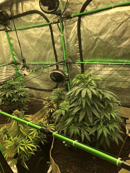 Colombian Jack Kannabia Indoor Spring 26. Week 7
