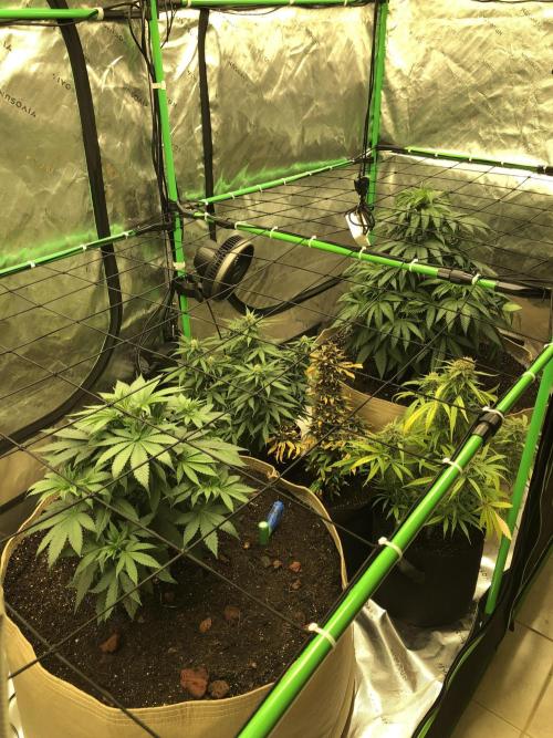 Colombian Jack Kannabia Indoor Spring 26. Week 7
