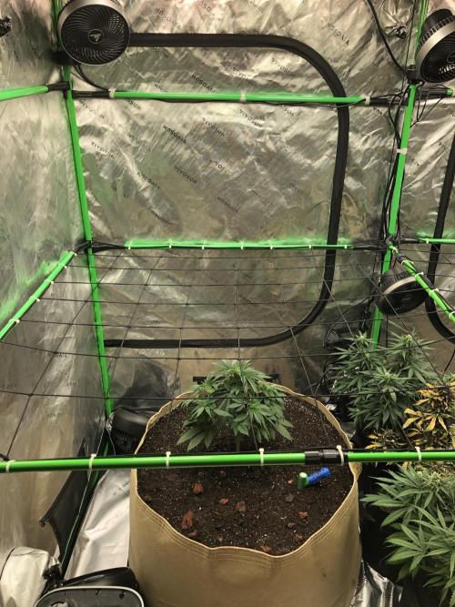 Karibbean Mango Indoor Spring 26. Week 6