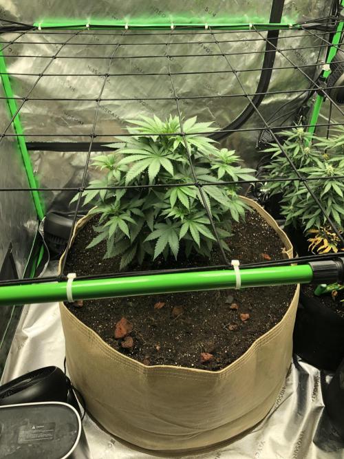 Karibbean Mango Indoor Spring 26. Week 6