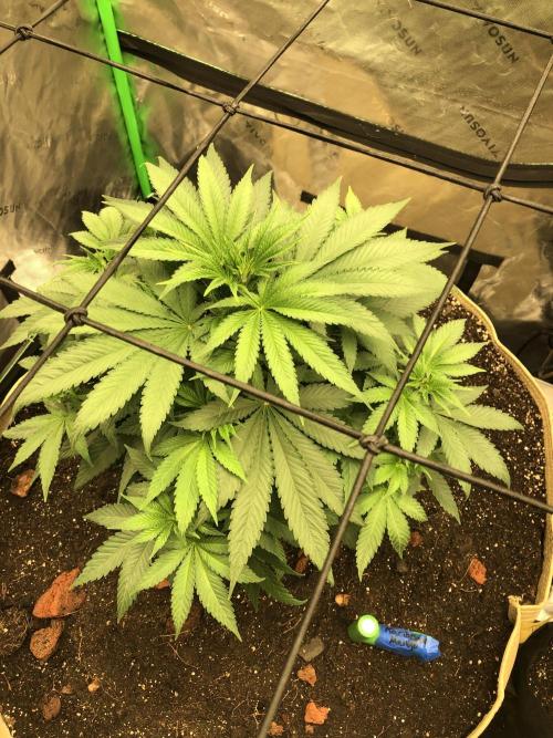 Karibbean Mango Indoor Spring 26. Week 6