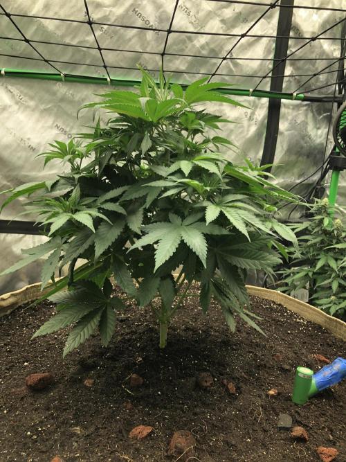 Karibbean Mango Indoor Spring 26. Week 6
