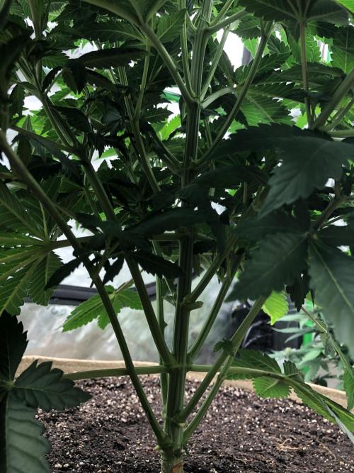 Karibbean Mango Indoor Spring 26. Week 6