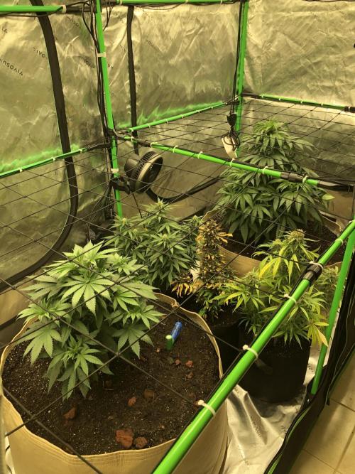 Karibbean Mango Indoor Spring 26. Week 6