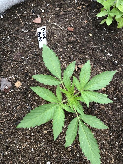 Pine Auto Outdoor Spring 26'. Week 2