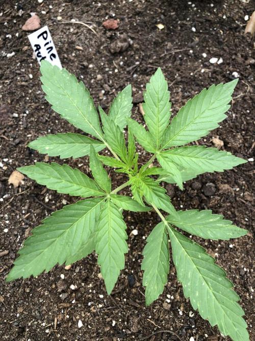Pine Auto Outdoor Spring 26'. Week 2