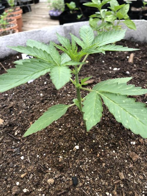 Pine Auto Outdoor Spring 26'. Week 2