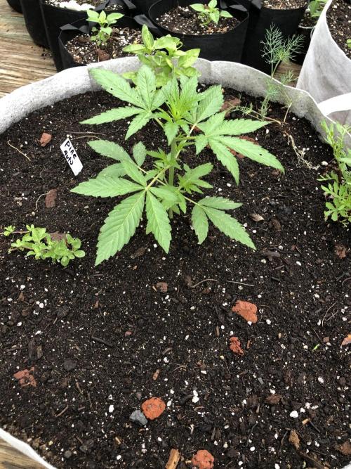 Pine Auto Outdoor Spring 26'. Week 2
