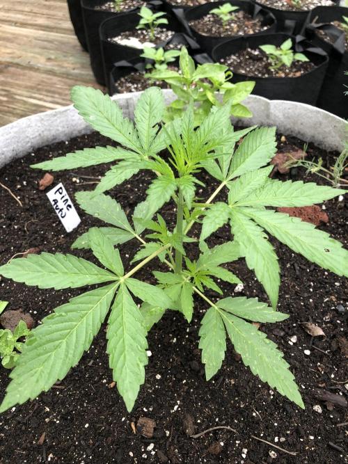 Pine Auto Outdoor Spring 26'. Week 2