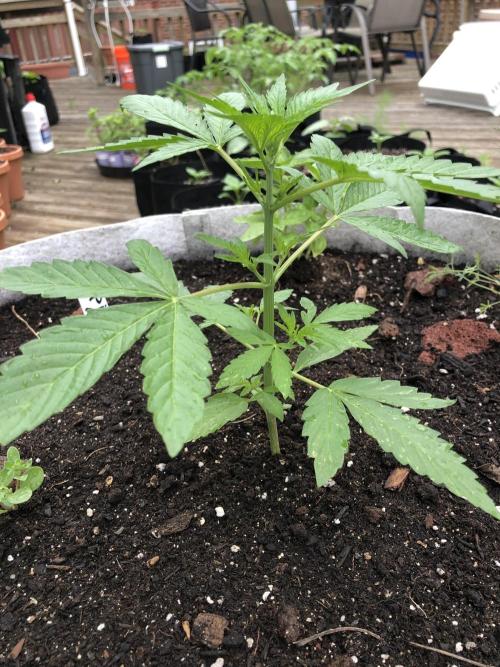 Pine Auto . Week 2