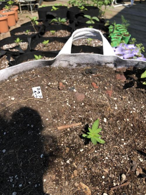 Big Jack Auto Outdoor Spring 26'. Week 2