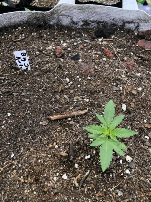 Big Jack Auto Outdoor Spring 26'. Week 2