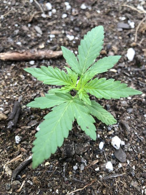 Big Jack Auto Outdoor Spring 26'. Week 2