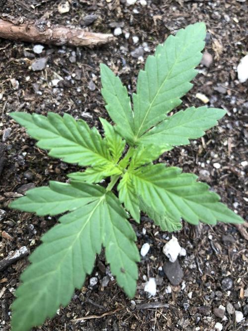 Big Jack Auto Outdoor Spring 26'. Week 2