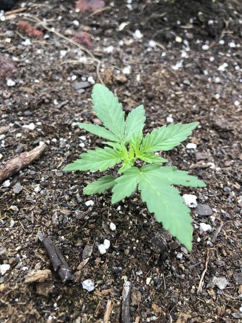 Big Jack Auto Outdoor Spring 26'. Week 2