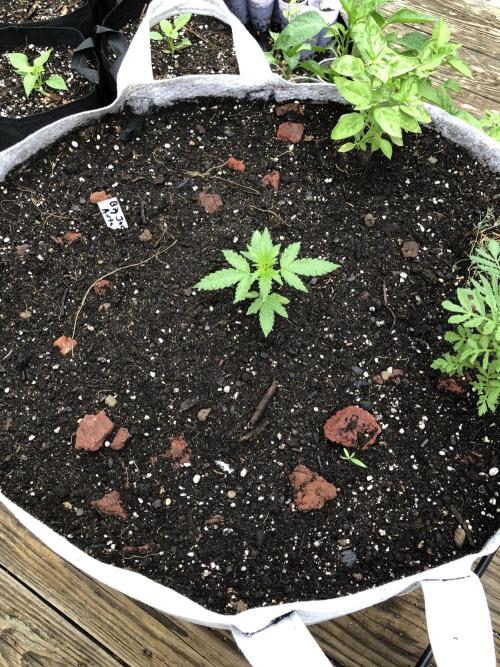 Big Jack Auto Outdoor Spring 26'. Week 2