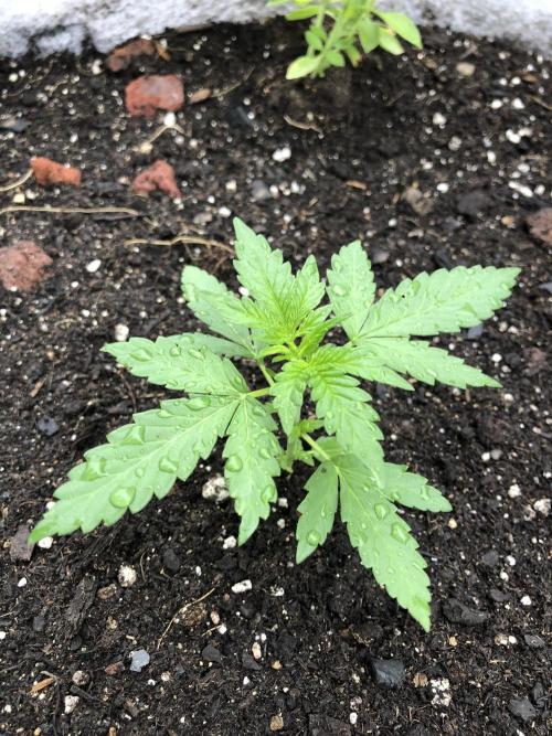 Big Jack Auto Outdoor Spring 26'. Week 2
