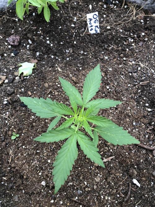 OG Kush Auto Outdoor Spring 26". Week 2