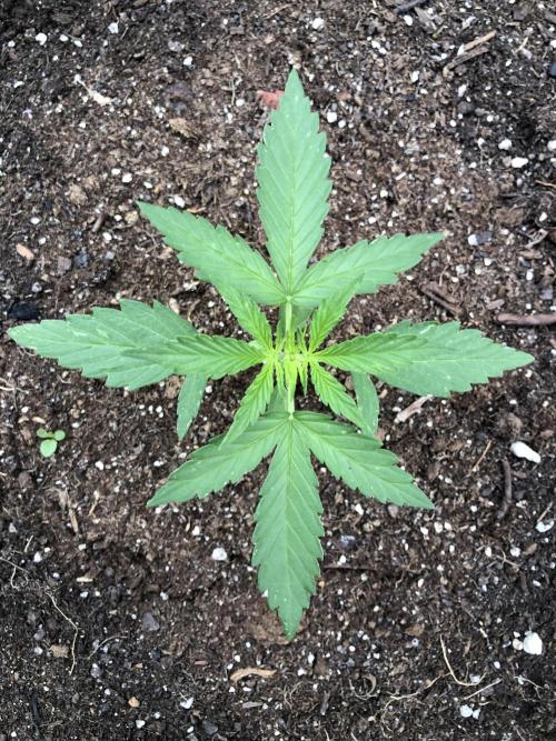 OG Kush Auto Outdoor Spring 26". Week 2