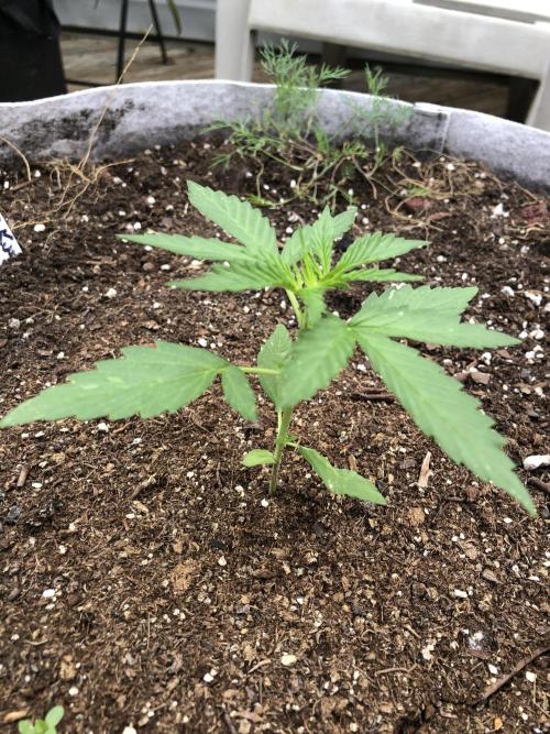 OG Kush Auto Outdoor Spring 26". Week 2