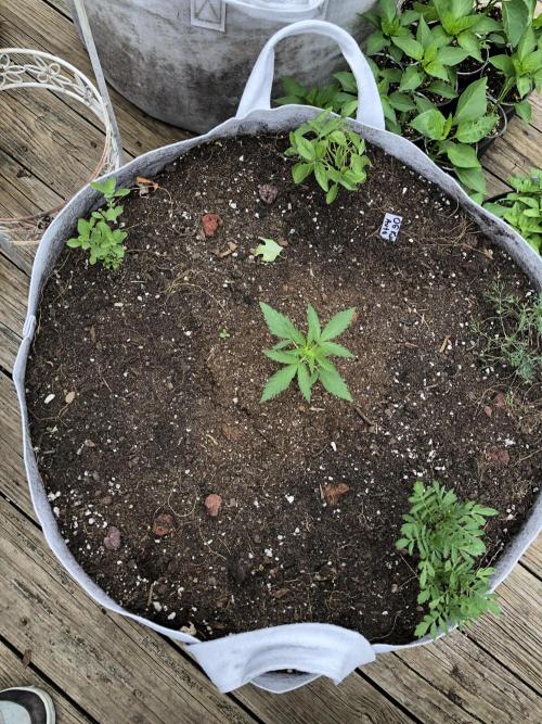 OG Kush Auto Outdoor Spring 26". Week 2