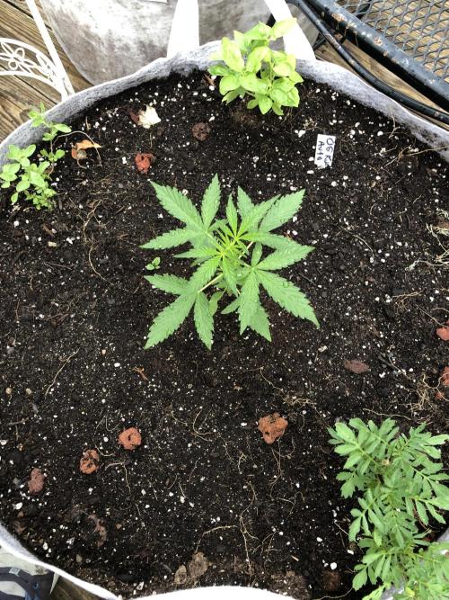 OG Kush Auto Outdoor Spring 26". Week 2