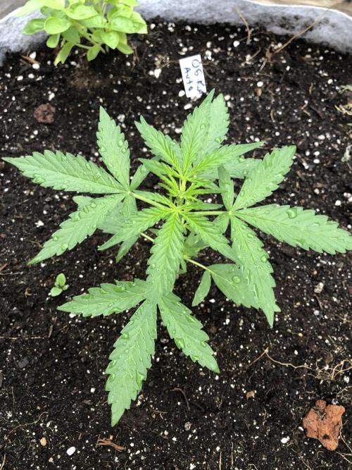 OG Kush Auto Outdoor Spring 26". Week 2