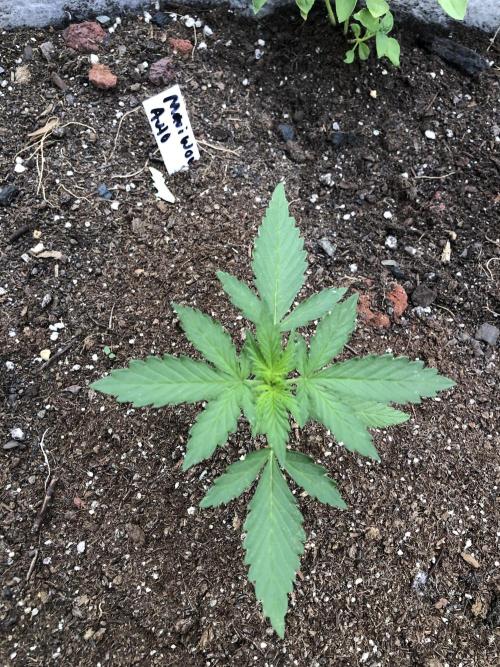 Maui Wowie Auto Outdoor Spring 26'. Week 2